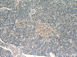 ARFIP2 Antibody in Immunohistochemistry (Paraffin) (IHC (P))