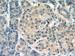 ARFIP2 Antibody in Immunohistochemistry (Paraffin) (IHC (P))