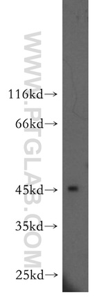ARFIP2 Antibody in Western Blot (WB)