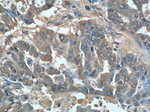 AFP Antibody in Immunohistochemistry (Paraffin) (IHC (P))