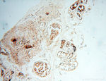 alpha Tubulin Antibody in Immunohistochemistry (Paraffin) (IHC (P))