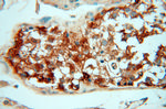 alpha Tubulin Antibody in Immunohistochemistry (Paraffin) (IHC (P))