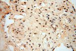 RBAP48 Antibody in Immunohistochemistry (Paraffin) (IHC (P))