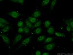 RBAP48 Antibody in Immunocytochemistry (ICC/IF)