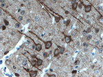 CDR2L Antibody in Immunohistochemistry (Paraffin) (IHC (P))