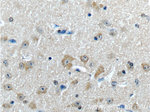 JIP1 Antibody in Immunohistochemistry (Paraffin) (IHC (P))