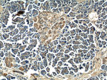JIP1 Antibody in Immunohistochemistry (Paraffin) (IHC (P))