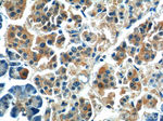 JIP1 Antibody in Immunohistochemistry (Paraffin) (IHC (P))