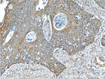 JIP1 Antibody in Immunohistochemistry (Paraffin) (IHC (P))