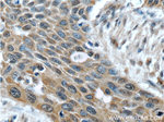 JIP1 Antibody in Immunohistochemistry (Paraffin) (IHC (P))