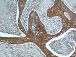 JIP1 Antibody in Immunohistochemistry (Paraffin) (IHC (P))