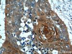 JIP1 Antibody in Immunohistochemistry (Paraffin) (IHC (P))