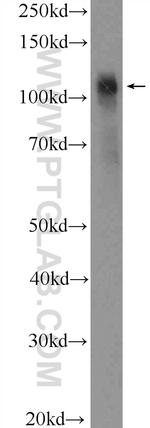 JIP1 Antibody in Western Blot (WB)