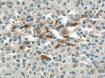 BBS5 Antibody in Immunohistochemistry (Paraffin) (IHC (P))