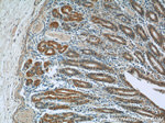 BBS5 Antibody in Immunohistochemistry (Paraffin) (IHC (P))