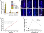 Ki-67 Antibody in Immunohistochemistry (IHC)