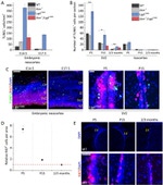 Ki-67 Antibody in Immunohistochemistry (IHC)