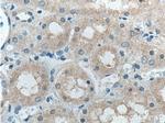 FBXO27 Antibody in Immunohistochemistry (Paraffin) (IHC (P))