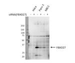FBXO27 Antibody in Western Blot (WB)