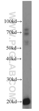 TMEM27 Antibody in Western Blot (WB)