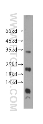TMEM27 Antibody in Western Blot (WB)