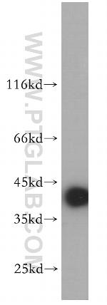 PPM1K Antibody in Western Blot (WB)