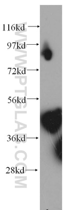 PPM1K Antibody in Western Blot (WB)