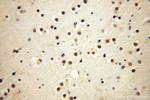 DEDD2 Antibody in Immunohistochemistry (Paraffin) (IHC (P))