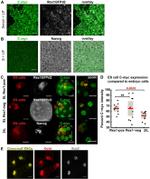 GFP Antibody in Immunocytochemistry (ICC/IF)