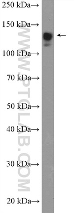 SF3B3 Antibody in Western Blot (WB)