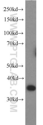 HMG20B Antibody in Western Blot (WB)