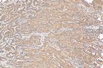 NRARP Antibody in Immunohistochemistry (Paraffin) (IHC (P))