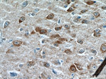 FBXO2 Antibody in Immunohistochemistry (Paraffin) (IHC (P))
