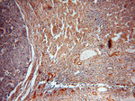 ERI1 Antibody in Immunohistochemistry (Paraffin) (IHC (P))