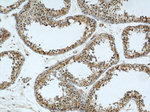 ERI1 Antibody in Immunohistochemistry (Paraffin) (IHC (P))