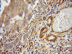 ERI1 Antibody in Immunohistochemistry (Paraffin) (IHC (P))