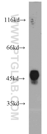 ERI1 Antibody in Western Blot (WB)