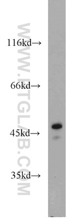 ERI1 Antibody in Western Blot (WB)