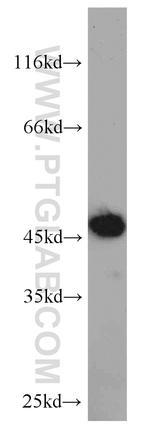 ERI1 Antibody in Western Blot (WB)