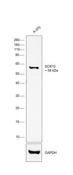 SOX10 Antibody in Western Blot (WB)