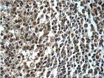 TERF2IP Antibody in Immunohistochemistry (Paraffin) (IHC (P))