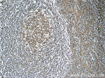 TERF2IP Antibody in Immunohistochemistry (Paraffin) (IHC (P))
