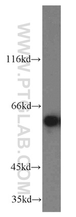 TERF2IP Antibody in Western Blot (WB)