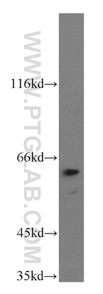 TERF2IP Antibody in Western Blot (WB)