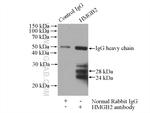 HMGB2 Antibody in Immunoprecipitation (IP)