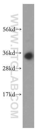 HMGB2 Antibody in Western Blot (WB)