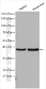 HIBCH Antibody in Western Blot (WB)