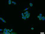 MEMO1 Antibody in Immunocytochemistry (ICC/IF)