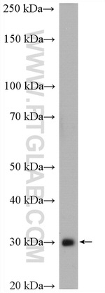 MEMO1 Antibody in Western Blot (WB)