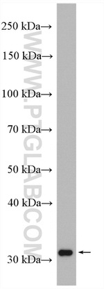 MEMO1 Antibody in Western Blot (WB)